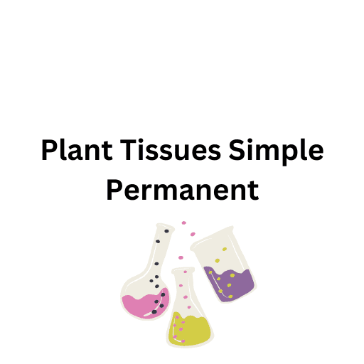 Plant Tissues  Simple Permanent